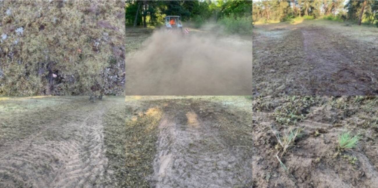 Social Day Moss Removal in the NSG Schwanheimer Duene Event for Companies