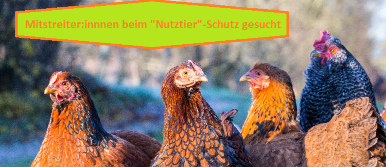 Aktiv werden für den Schutz von Nutz tieren in Frankfurt a M